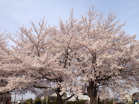満開となった桜の木