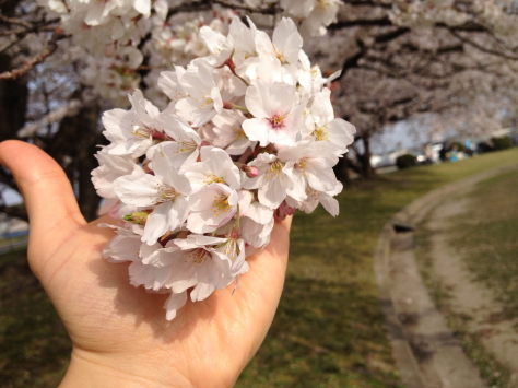 キレイな桜の花